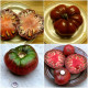Насіння томату «1884 фіолетовий»