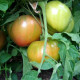 Tomato seeds «1884 Purple» 