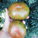 Насіння томату «Зелена копія»
