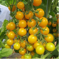 Tomato seeds «Grandson of the crown prince» 