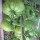 Насіння томату «Абсент»