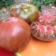 Насіння томату «BKX»