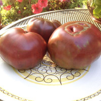 Tomato seeds «BKX» 