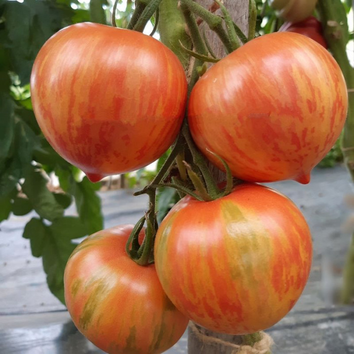 Насіння томату «Загострений рожево-смугастий + Козула 133»