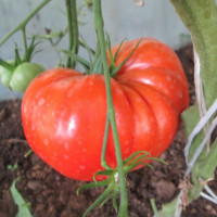 Tomato seeds «Big Zac» 