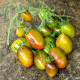 Насіння томату «Атомний виноград Бреда»