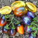 Насіння томату «Атомний виноград Бреда»