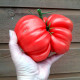 Tomato seeds «Sicilian saucer» 