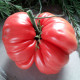 Tomato seeds «Sicilian saucer» 