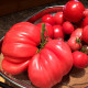 Tomato seeds «Sicilian saucer» 