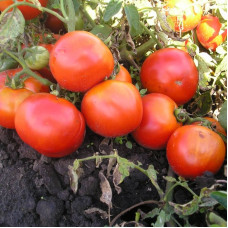 Tomato seeds «Eleanor» 