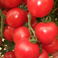 Tomato seeds «Odessa pearl» 