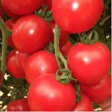 Tomato seeds «Odessa pearl» 