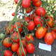 Tomato seeds «Lady» 