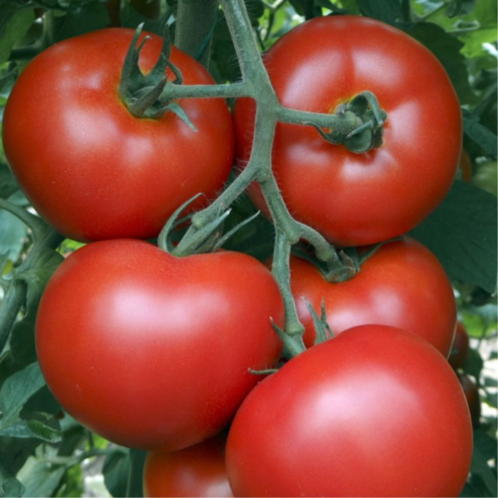 Tomato seeds «Turgoyak» 