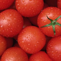 Семена томата «Рекордсмен»