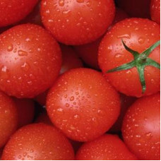 Насіння томату «Рекордсмен»
