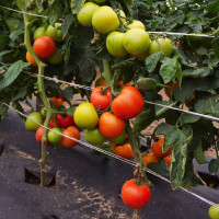 Насіння томату «Етюд»