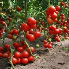 Насіння томату «Форвард»
