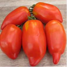 Tomato seeds «Pepper plum» 