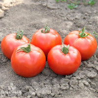 Tomato seeds «Florida 47» F1