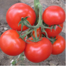 Tomato seeds «Aksay» F1