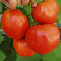 Семена томата «Альянс» F1