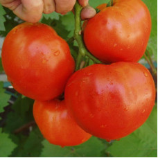 Насіння томату «Альянс» F1