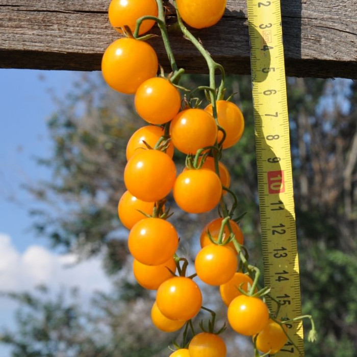 Tomato seeds «World's smallest orange» 