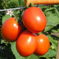 Насіння томату «Форсаж» (Фріско) F1