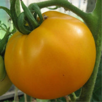 Насіння томату «Помаранчевий»