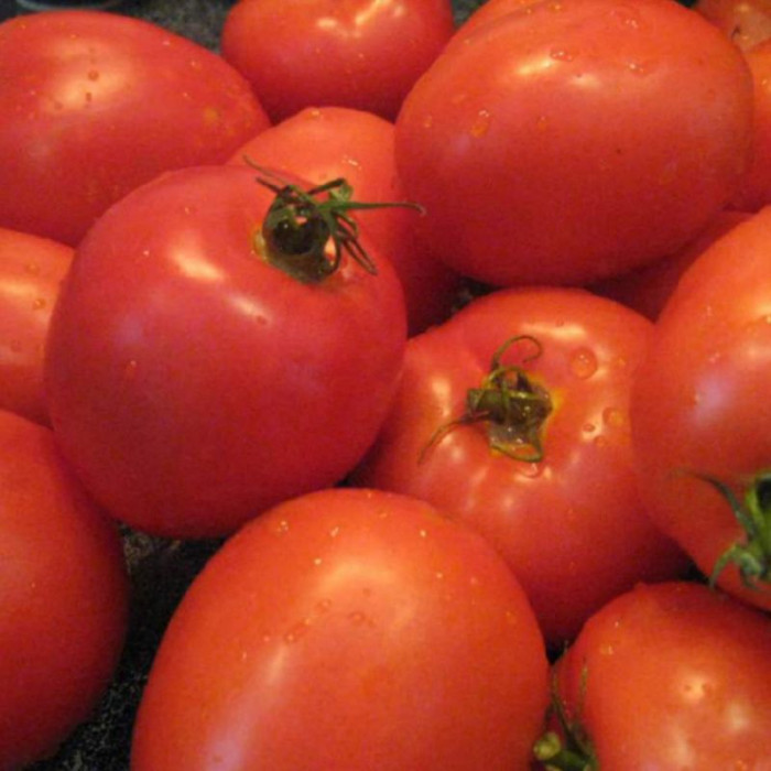 Насіння томату «Немадор»