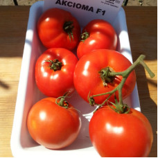 Tomato seeds «Axioma» F1 