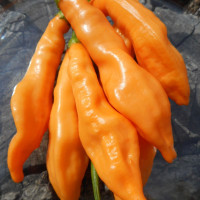 Hot pepper seeds «Aji Melocoton»