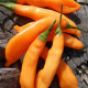 Hot pepper seeds «Aji Melocoton»