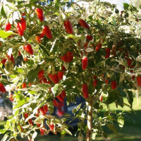 Hot pepper seeds «Tricolor»