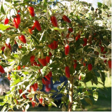 Hot pepper seeds «Tricolor»