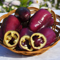 Насіння перцю солодкого «Фіолетовий красень»