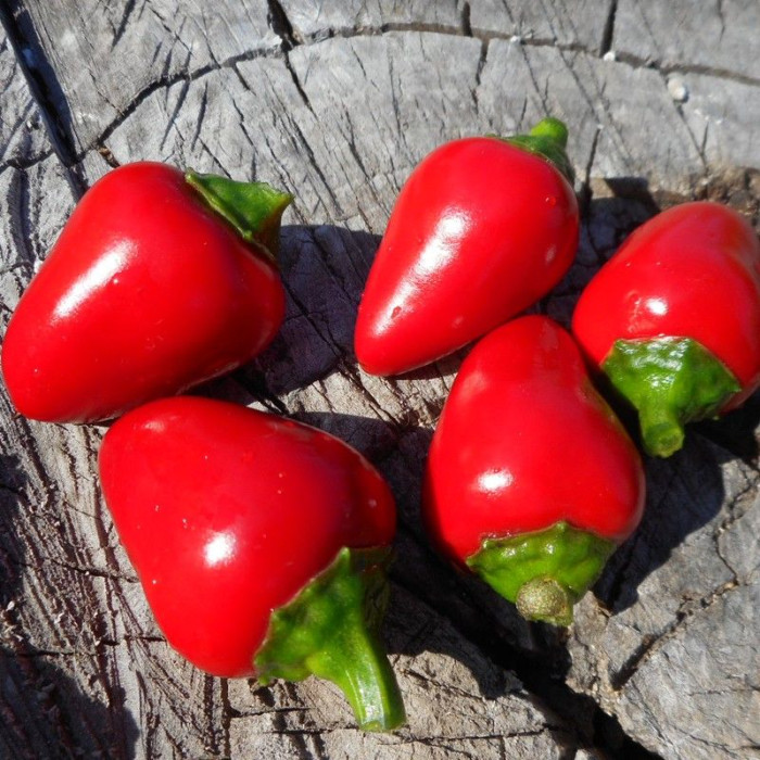 Hot pepper seeds «Lola»