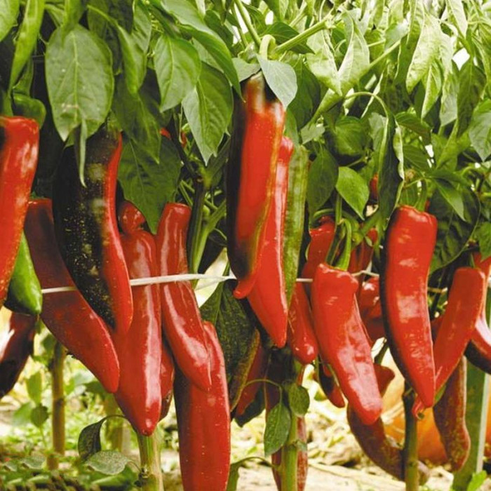 Hot pepper seeds «Double abundance»