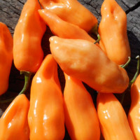Насіння перцю гострого «Мако коку персик»