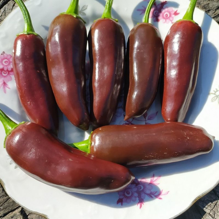 Hot pepper seeds «Jalapeno brown»