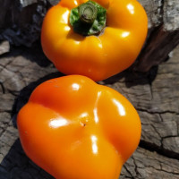Sweet pepper seeds «Paradicsom Alaku Sarga Szentes»