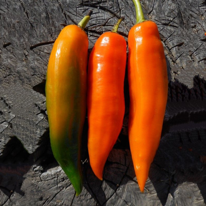 Hot pepper seeds «Aji Amarillo»