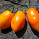 Hot pepper seeds «Uruguay seasoning»
