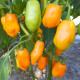 Hot pepper seeds «Uruguay seasoning»