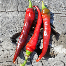 Hot pepper seeds «Kashmiri mirch»