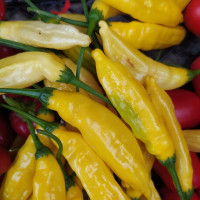 Hot pepper seeds «Lemon drop»