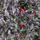 Hot pepper seeds «Colencore variegated»