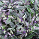 Hot pepper seeds «Colencore variegated»